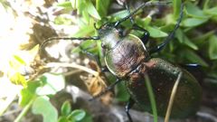 Carabus sylvestris