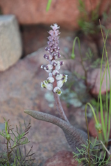 Lachenalia membranacea