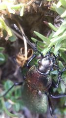Carabus sylvestris