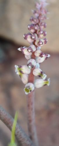 Image of Lachenalia membranacea by (c) Tony Rebelo, some rights reserved (CC BY-SA)