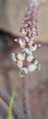 Lachenalia membranacea
