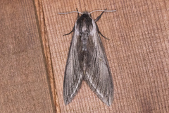 Sphinx perelegans