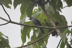 Hypsipetes ganeesa