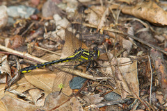 Phanogomphus quadricolor