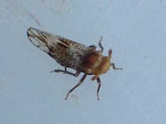 Conomelus anceps