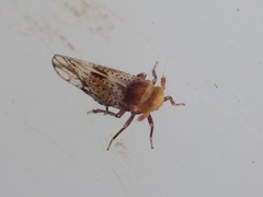 Conomelus anceps