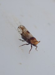 Conomelus anceps