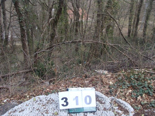 Cornus mas