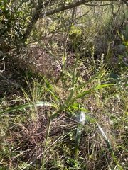 Trachyandra muricata