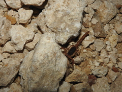 Centruroides ochraceus