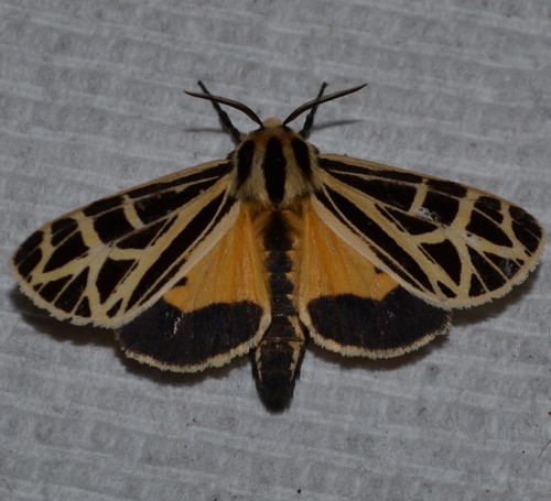 Anna Tiger Moth photo 2
