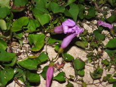 Ipomoea crinicalyx