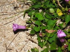 Ipomoea crinicalyx