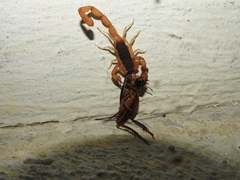 Centruroides ochraceus