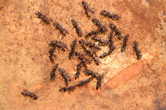Leptogenys mactans