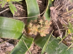 Trachyandra muricata