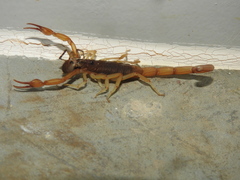 Centruroides ochraceus