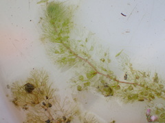 Utricularia australis