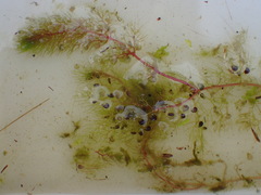 Utricularia australis