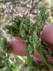 Trachyandra muricata