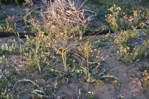 Trachyandra muricata