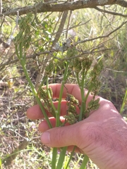 Trachyandra muricata