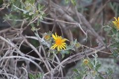 Berkheya fruticosa