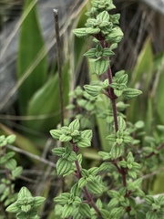 Chaetolepis microphylla