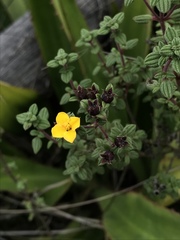 Chaetolepis microphylla