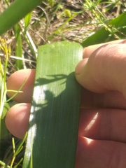 Trachyandra muricata