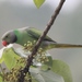 Layard's Parakeet - Photo (c) Guenther Eichhorn, some rights reserved (CC BY-NC), uploaded by Guenther Eichhorn