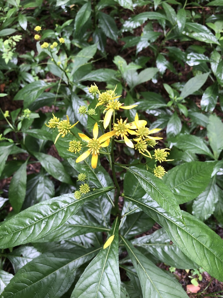 Wingstem Dead Wingstem from Summers County, US-WV, US on August 31, 2020 at 01:27 PM ...