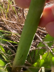 Trachyandra muricata