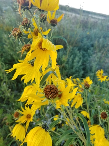 Helianthus maximiliani