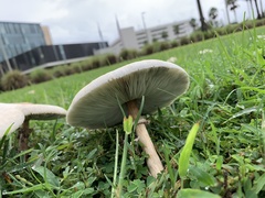 Chlorophyllum molybdites image