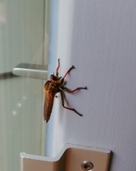 Echthistus rufinervis