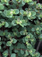 Euphorbia orbiculata