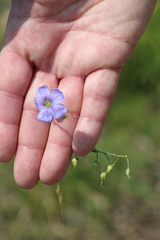 Linaceae