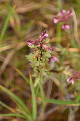 Pedicularis parviflora