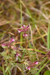 Pedicularis parviflora