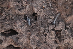Crematogaster melanogaster