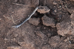 Crematogaster melanogaster