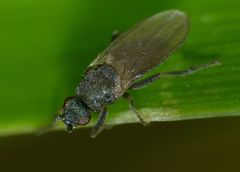 Ischiolepta pusilla