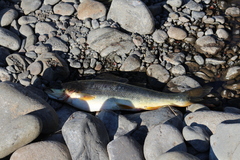 Ptychocheilus oregonensis