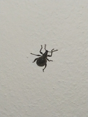 Otiorhynchus sulcatus