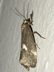 Cisthene liberomacula