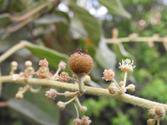 Croton magdalenensis