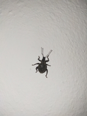 Otiorhynchus sulcatus