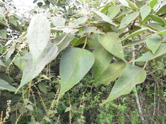 Croton magdalenensis