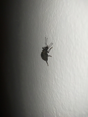 Otiorhynchus sulcatus